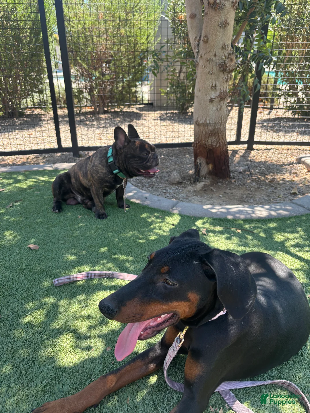 Doberman Pinscher dogs for sale: Doberman Pinscher 4 - Ad 2
