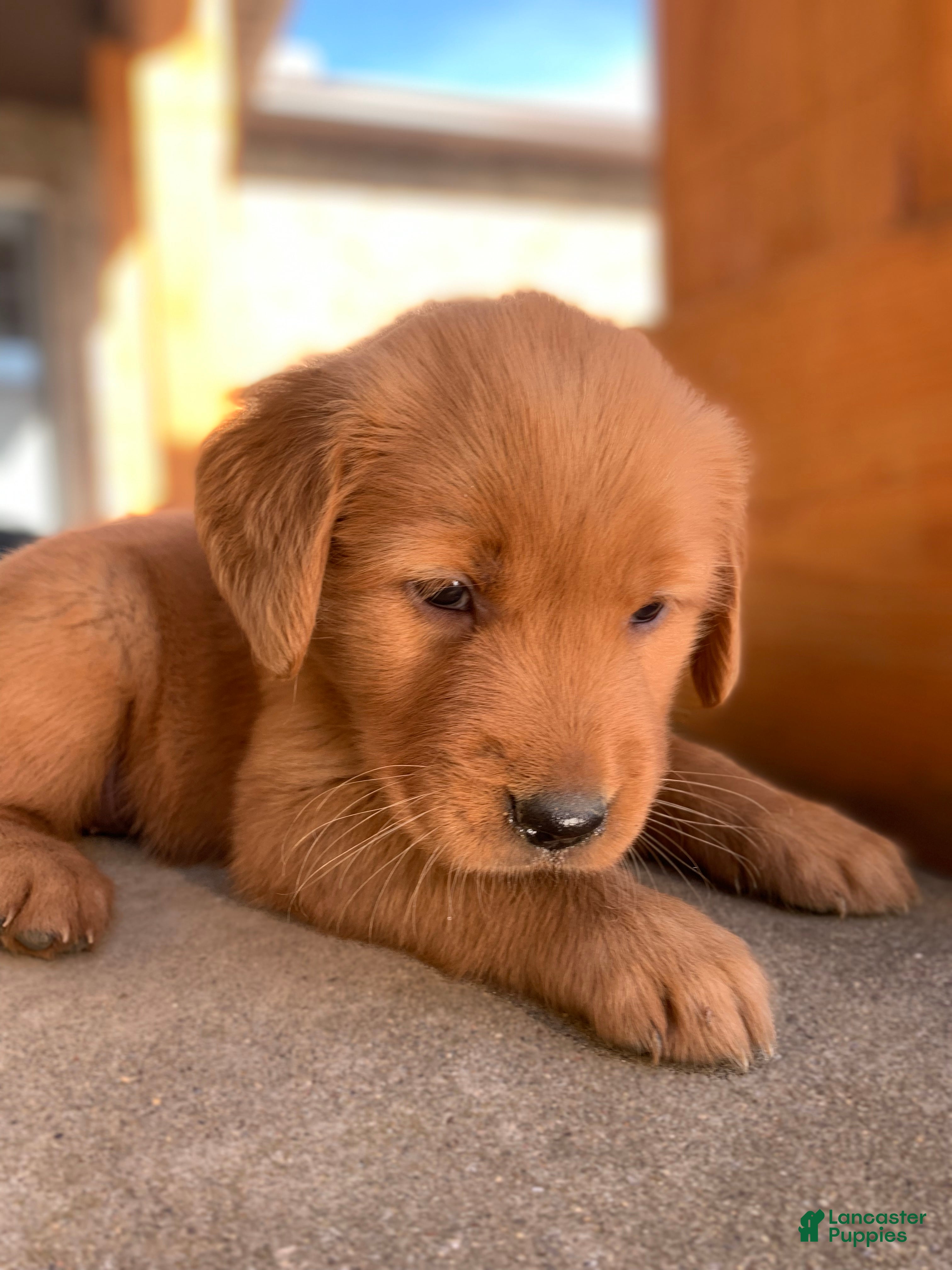 Golden Retriever dogs Indie - Ad 2
