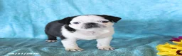 Pug dogs for sale: Sprinkle - Ad 4