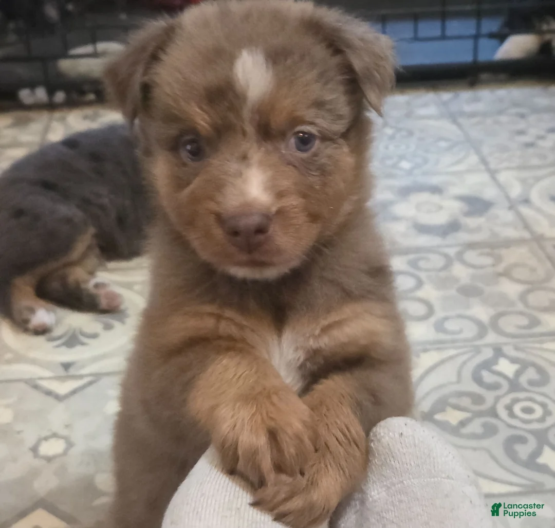 Australian Shepherd dogs for sale: River - Ad 2
