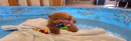 Miniature Poodle dogs for sale: Nancy - Ad 4