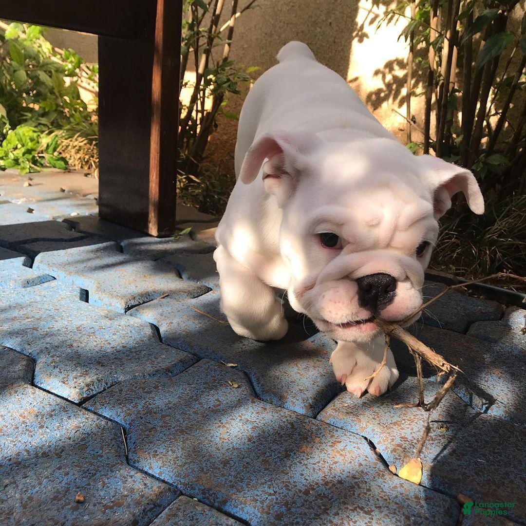 English Bulldog dogs English Bulldog 5 - Ad 6
