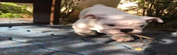 English Bulldog dogs for sale: English Bulldog 5 - Ad 1