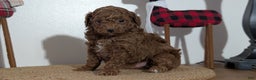 Miniature Poodle dogs for sale: Max - Ad 2