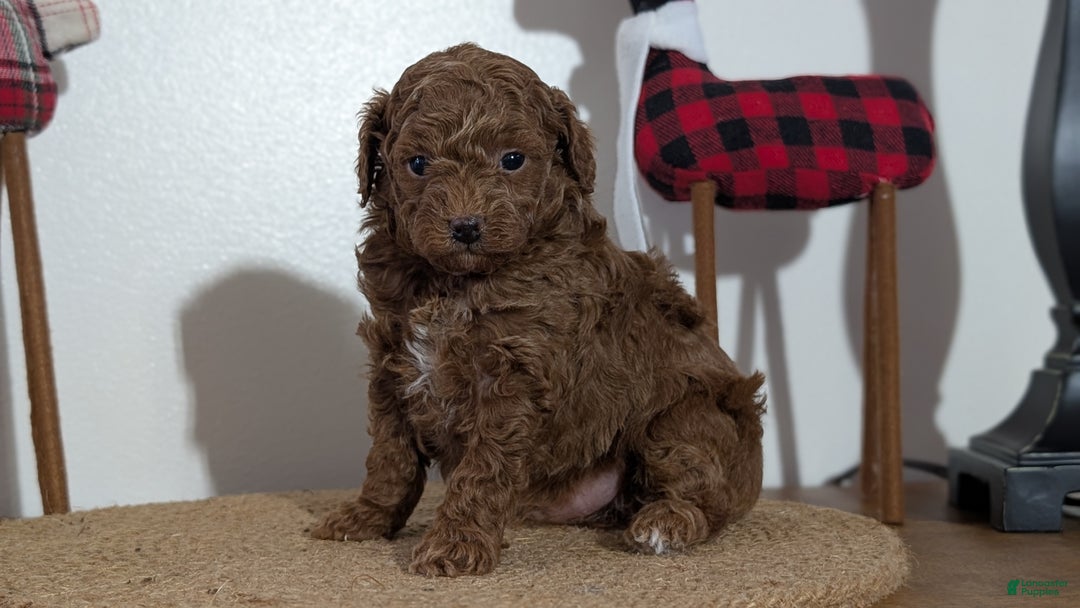Miniature Poodle dogs for sale: Max - Ad 2