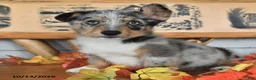 Welsh Corgi Pembroke dogs for sale: Buddy - Ad 5