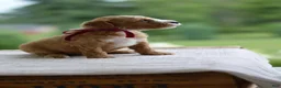 Mini Goldendoodle dogs for sale: July - Ad 8