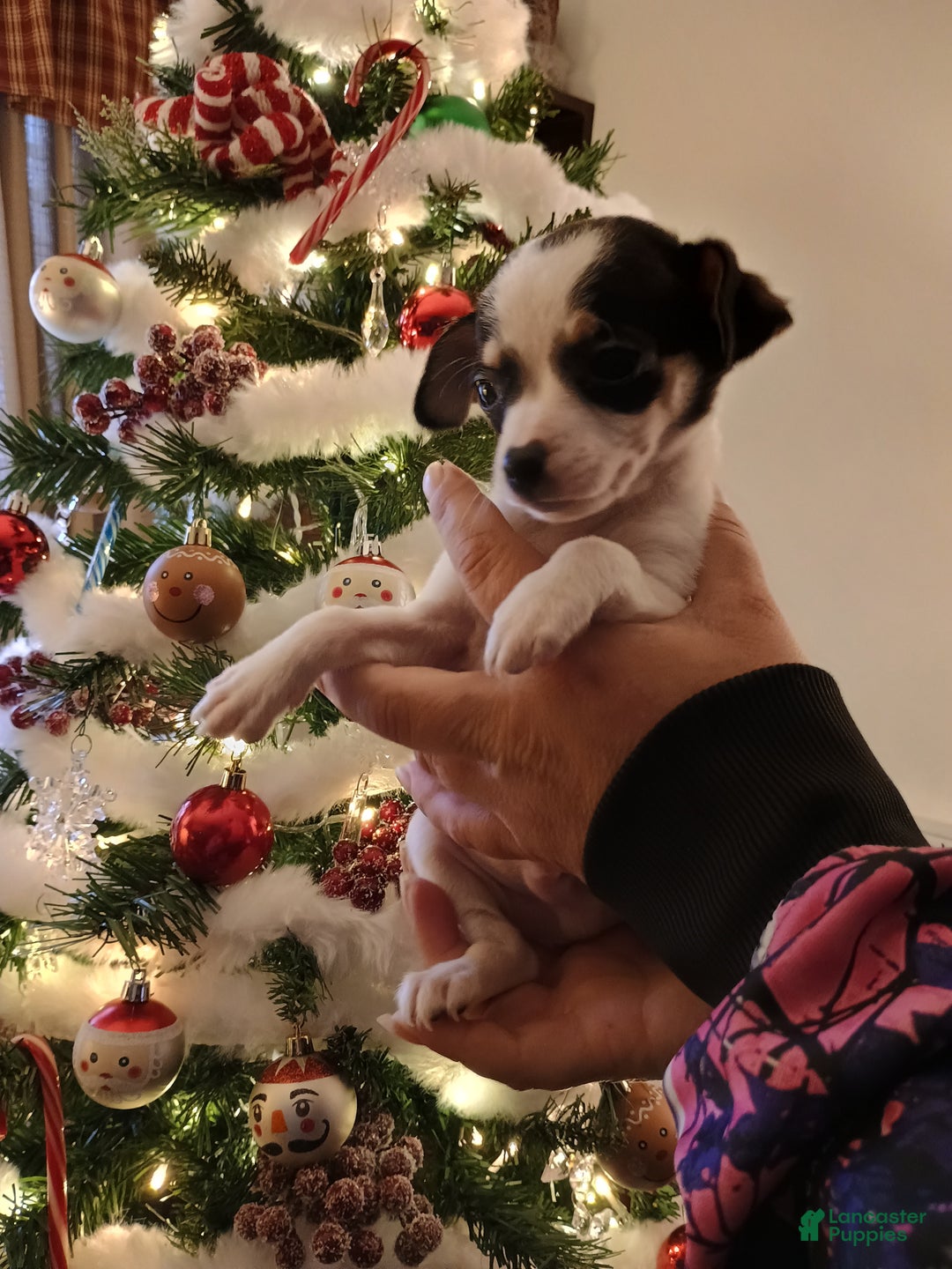 Chihuahua dogs for sale: Coal t-cup  - Ad 1