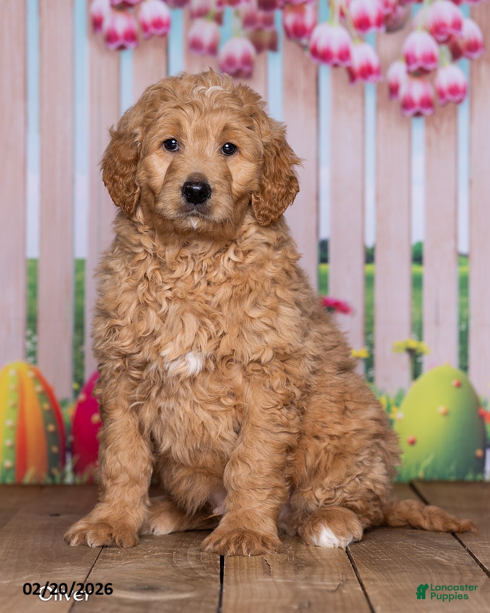Goldendoodle dogs Oliver - Ad 1