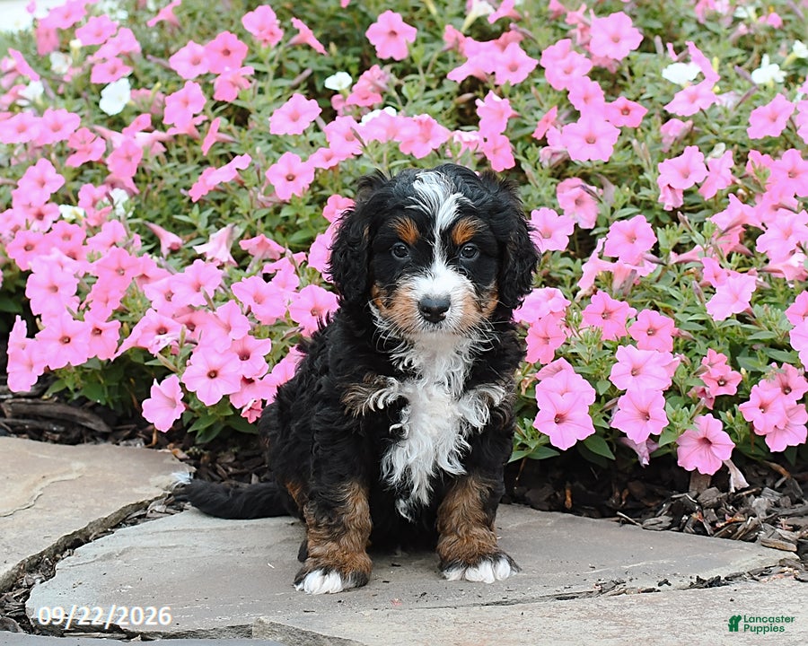 Mini Bernedoodle dogs Andrew - Ad 1