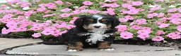 Mini Bernedoodle dogs for sale: Andrew - Ad 1