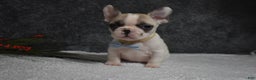 French Bulldog dogs for sale: Walter  - Ad 4