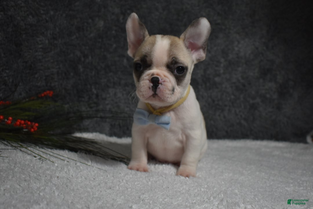 French Bulldog dogs for sale: Walter  - Ad 4