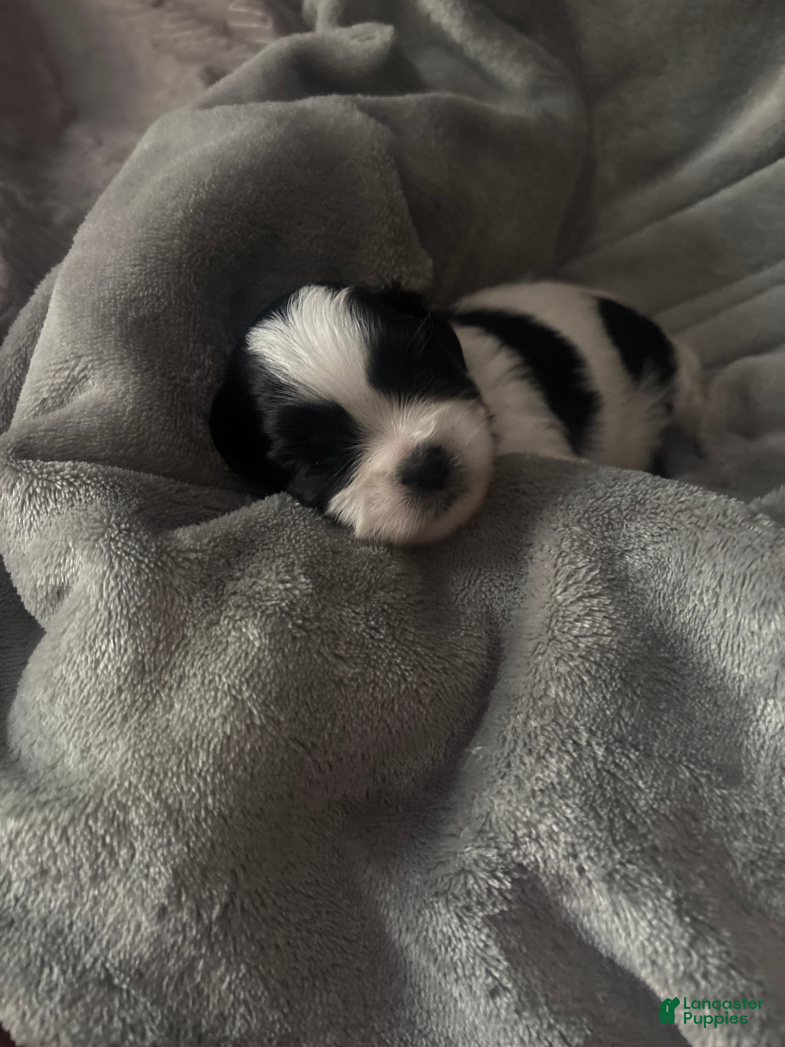 Mixed Breed dogs Mixed Breed Puppy 5 - Ad 7