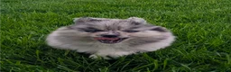 Pomsky dogs for sale: Pomsky Puppy 1 - Ad 3