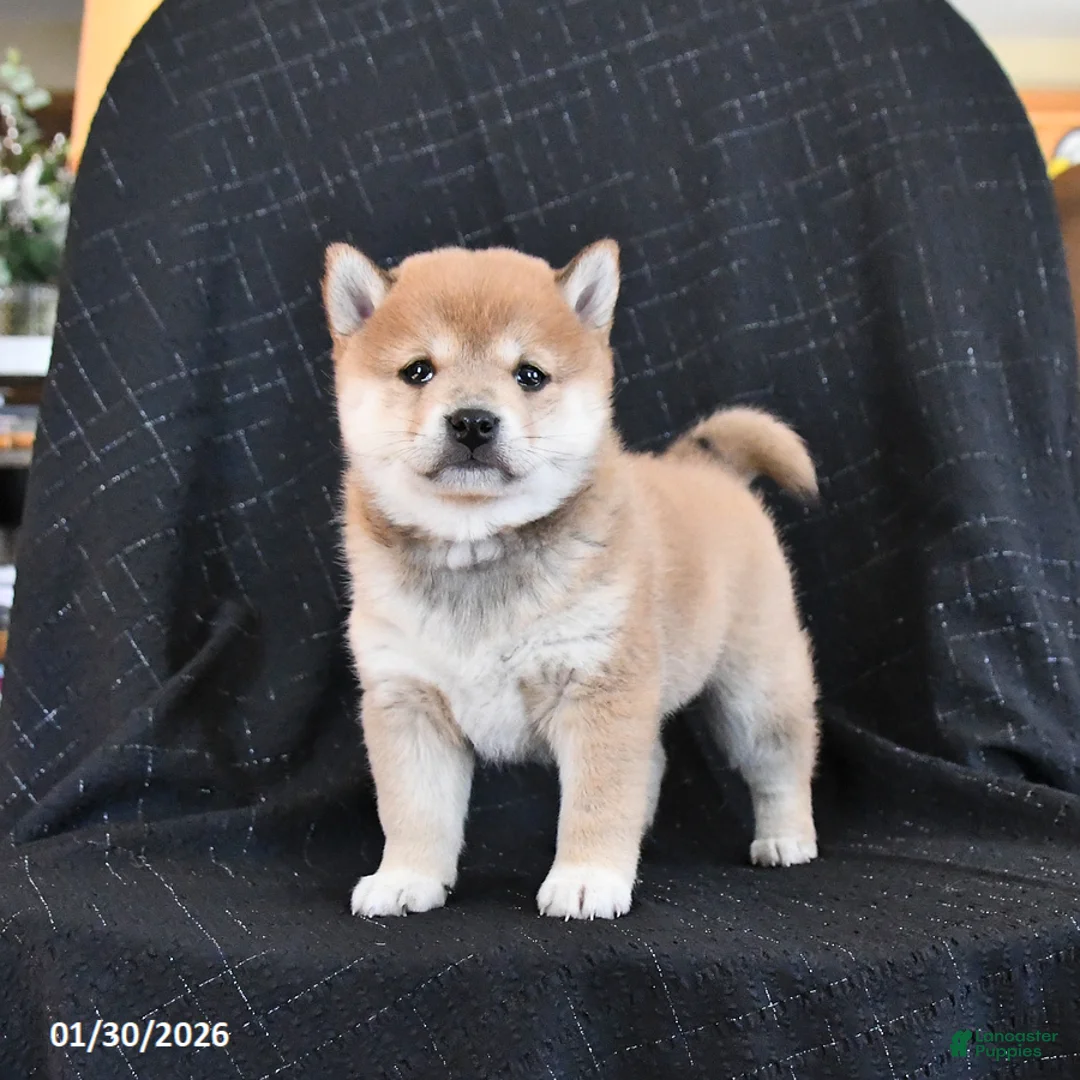 Shiba Inu dogs for sale: Zyandra - Ad 1