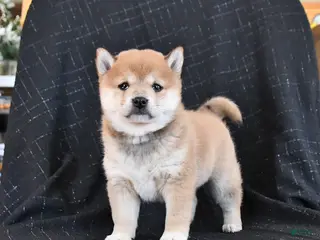 Shiba Inu dogs Zyandra - Ad 36