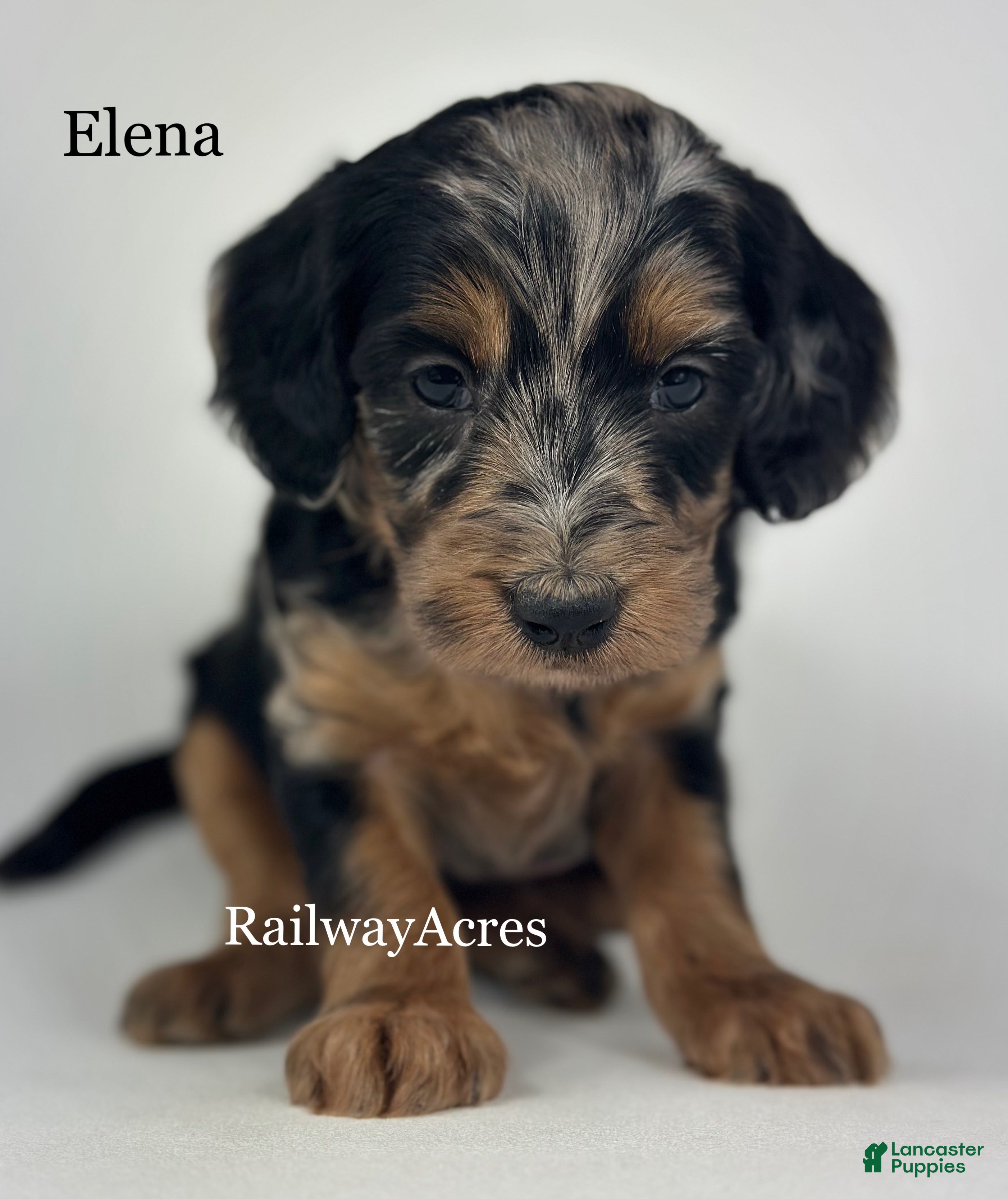 Goldendoodle dogs Elena - Ad 41