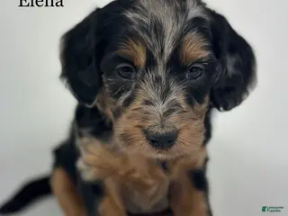 Goldendoodle dogs Elena - Ad 41