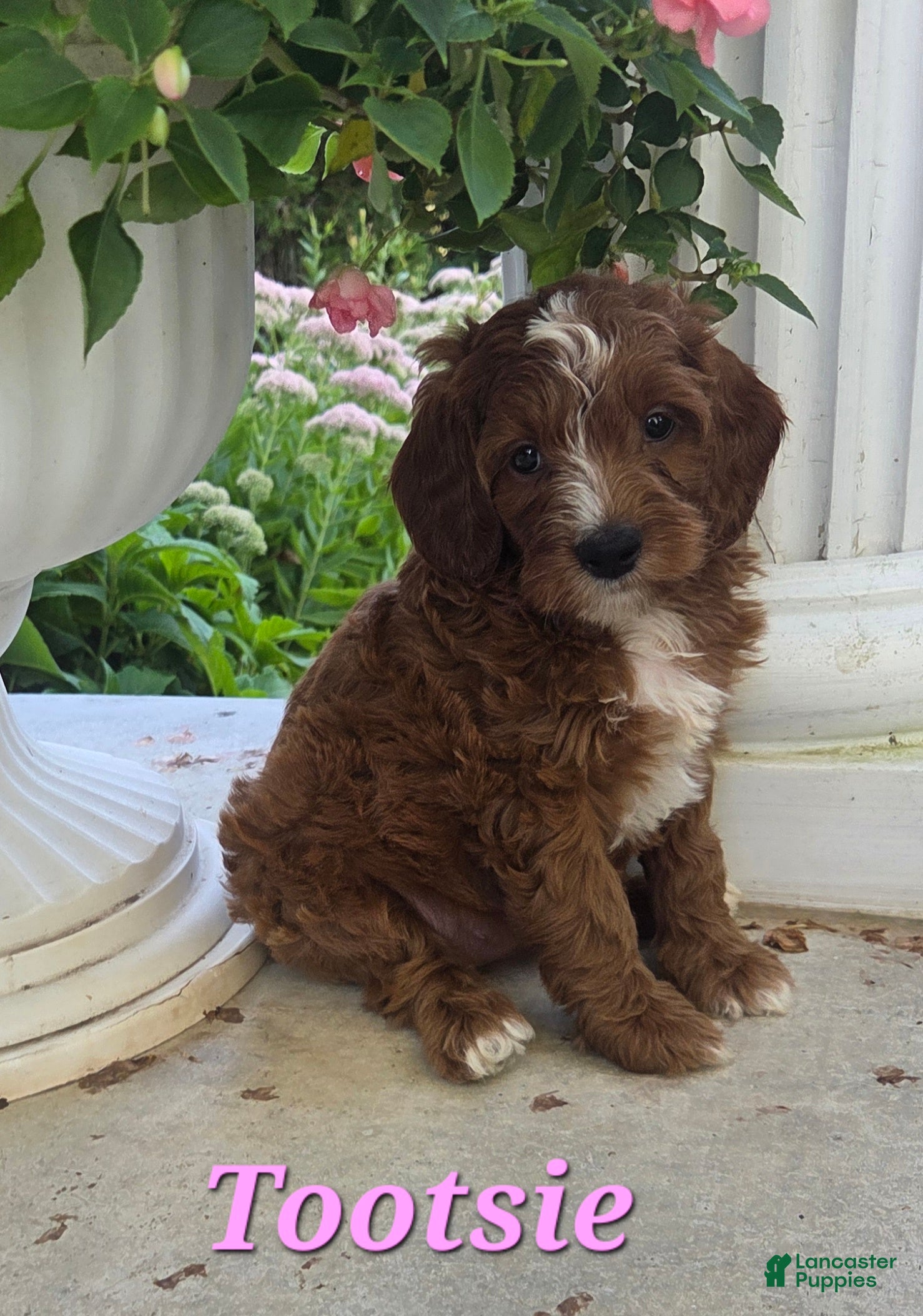Cavapoo dogs Tootsie - Ad 4