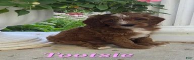 Tootsie