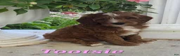 Cavapoo dogs for sale: Tootsie - Ad 1