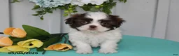 Shih Tzu dogs for sale: Lily - Ad 1