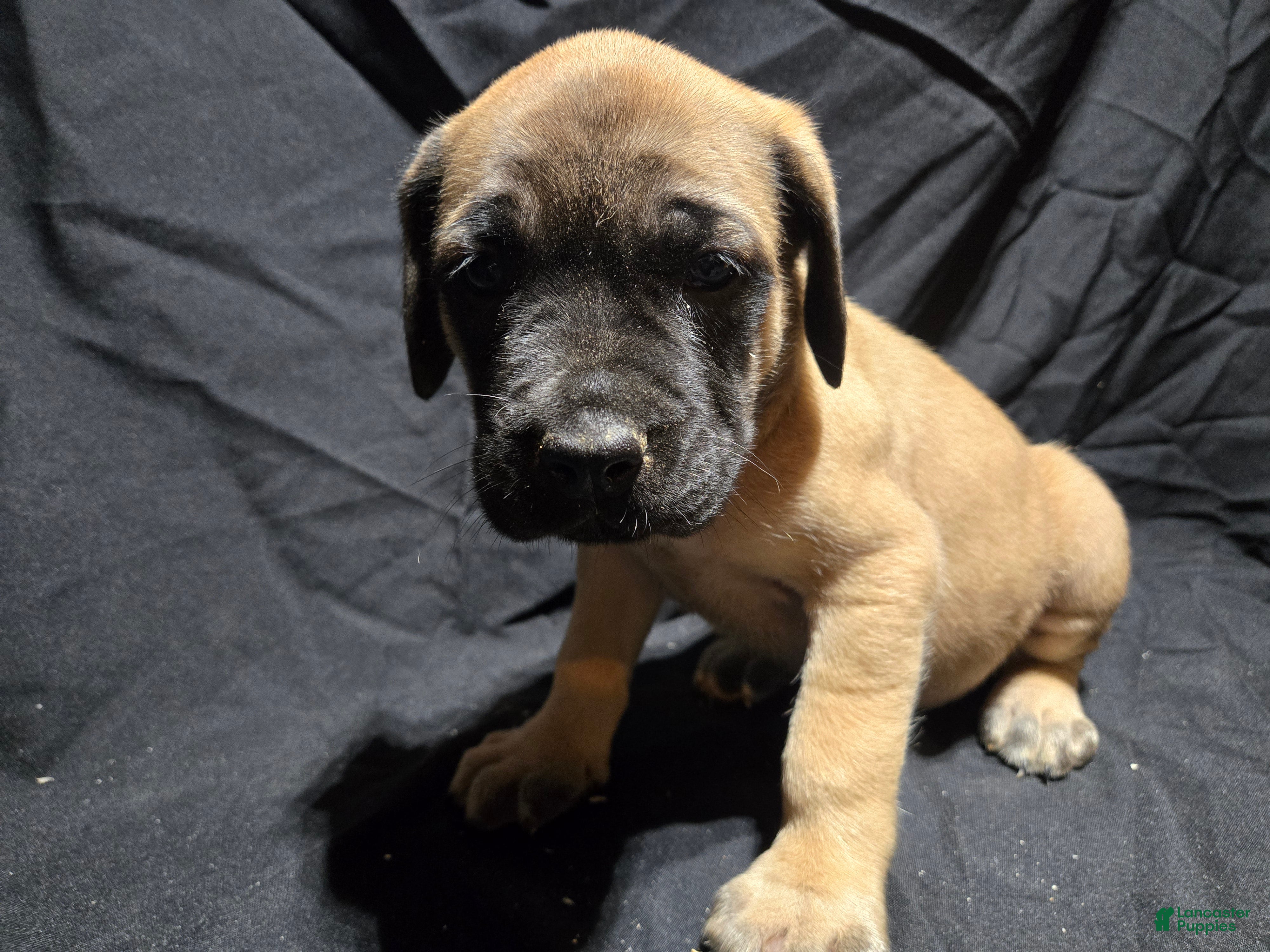 English Mastiff dogs Margo - Ad 31