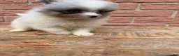 Pomeranian dogs for sale: Charlie - Ad 7