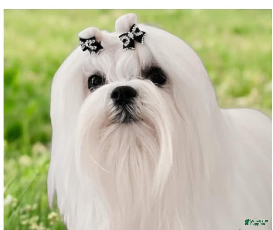 THEODORE BEAR or Teddy Bear