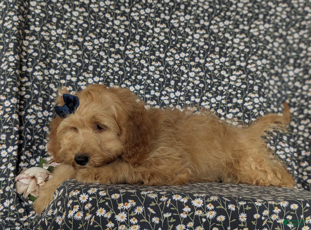 Cockapoo dogs for sale: Kayla - Ad 4
