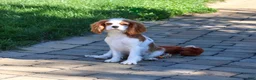 Cavalier King Charles Spaniel dogs for sale: Khalil - Ad 5
