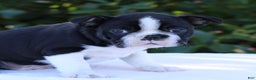 Boston Terrier dogs for sale: Charlie  - Ad 2