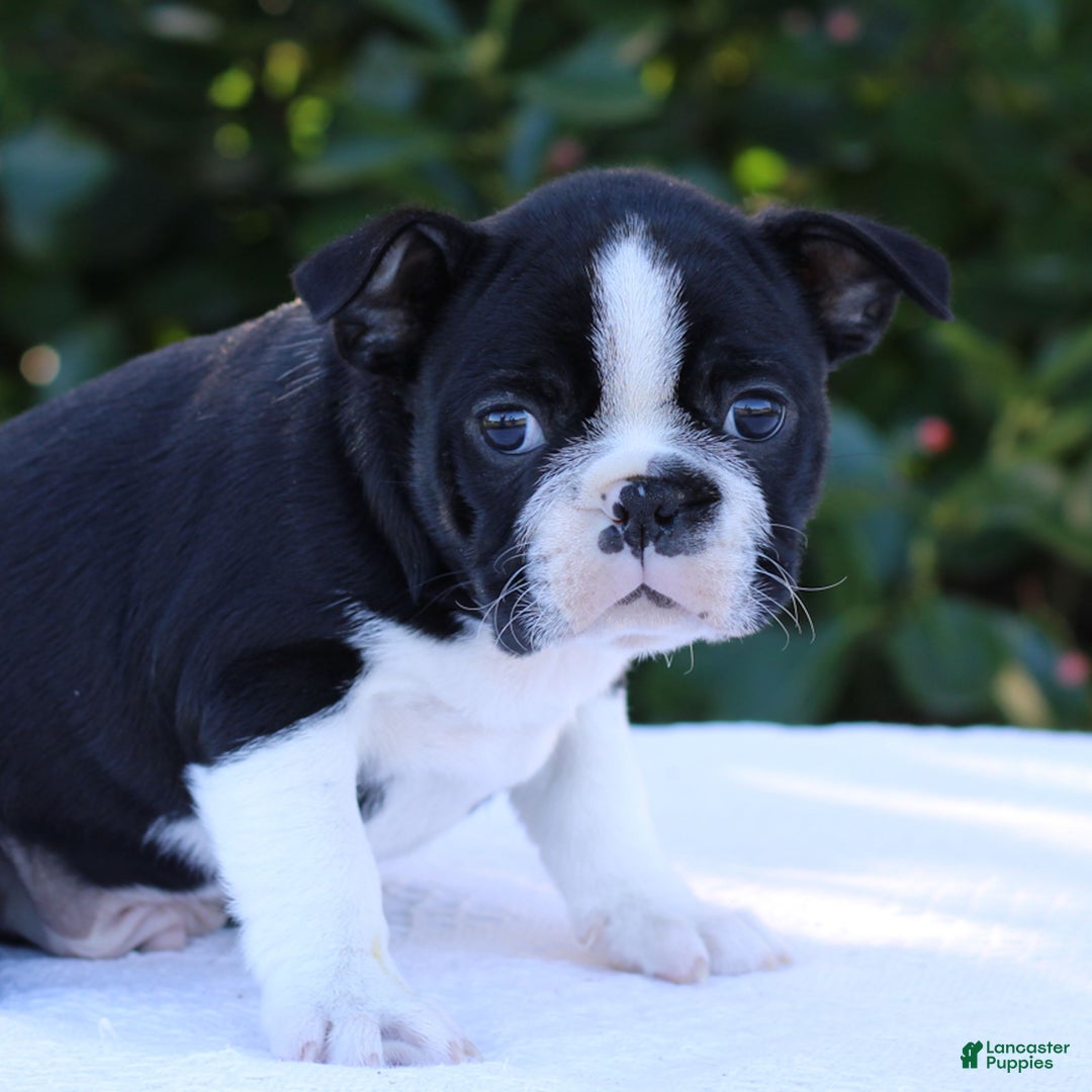 Boston Terrier dogs for sale: Charlie  - Ad 2