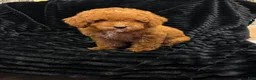 Toy Poodle dogs for sale: Toy Poodle 1 - Ad 4