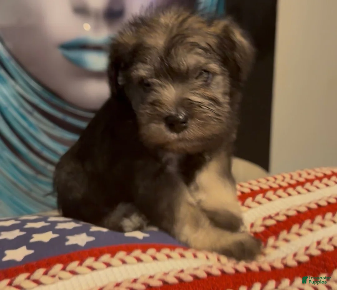 Miniature Schnauzer dogs for sale: Miniature Schnauzer 4 - Ad 1