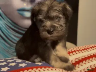 Miniature Schnauzer dogs Miniature Schnauzer 4 - Ad 13