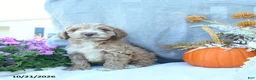 Cockapoo dogs for sale: Caramel  - Ad 1