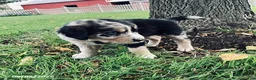 Mixed Breed dogs for sale: Pansy - Ad 2