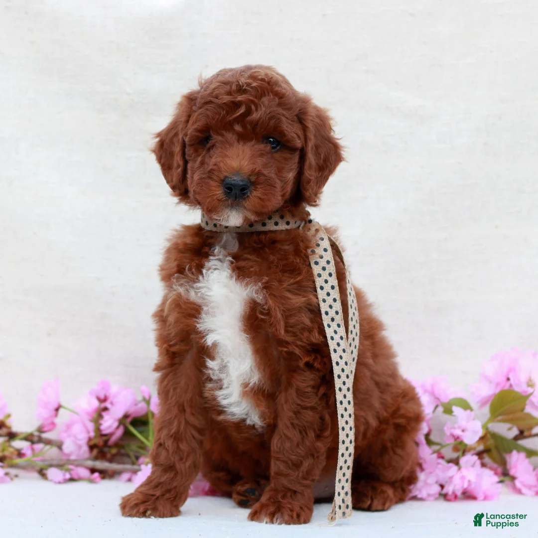 Irish Doodle dogs for sale: Banjo  - Ad 2