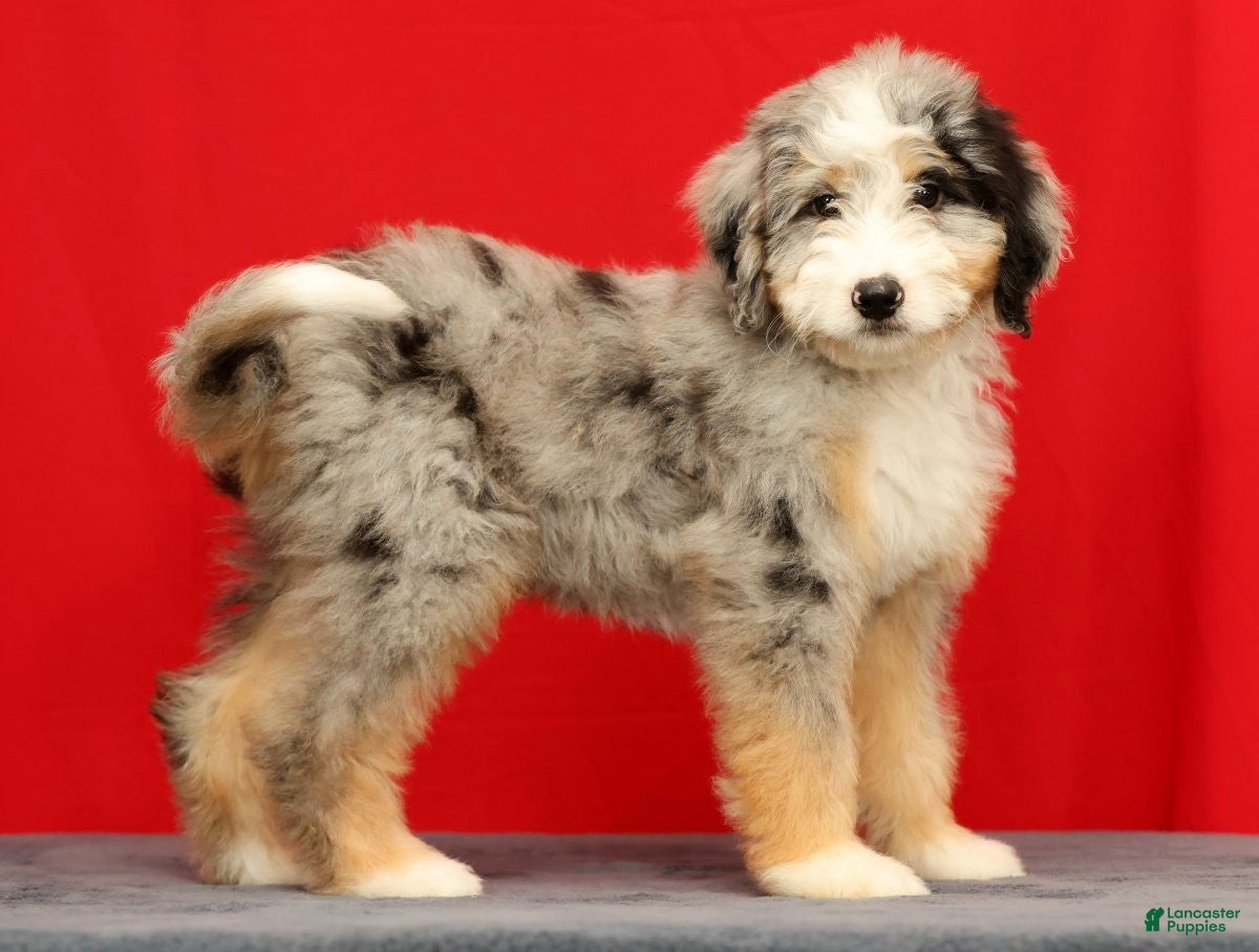 Mini Bernedoodle dogs Ollie - Ad 1