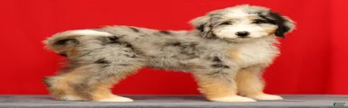 Ollie