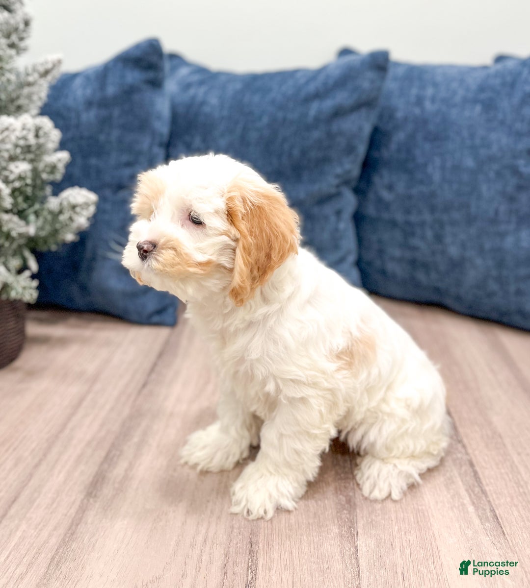 Cockapoo dogs for sale: Paige - Ad 4