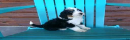 Mini Bernedoodle dogs for sale: Benji - Ad 3