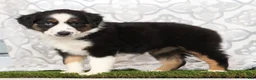 Miniature Australian Shepherd dogs for sale: Clover - Ad 8