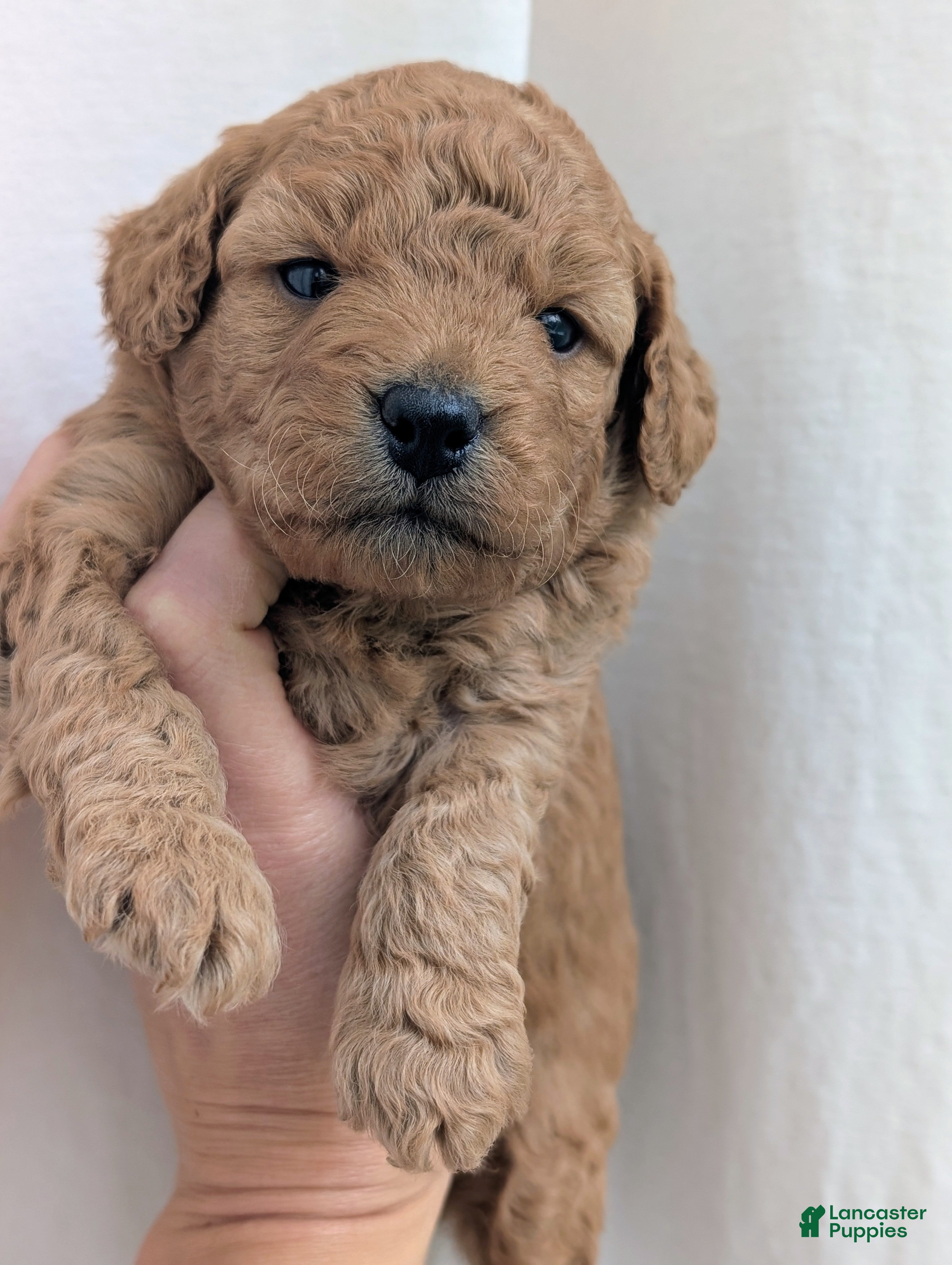 Mini Goldendoodle dogs Poppy - Ad 2