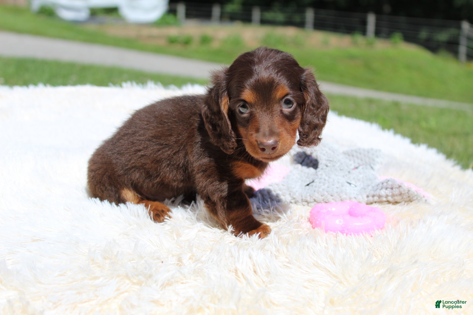 Miniature Dachshund dogs Olivia - Ad 1