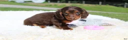 Miniature Dachshund dogs for sale: Olivia - Ad 1