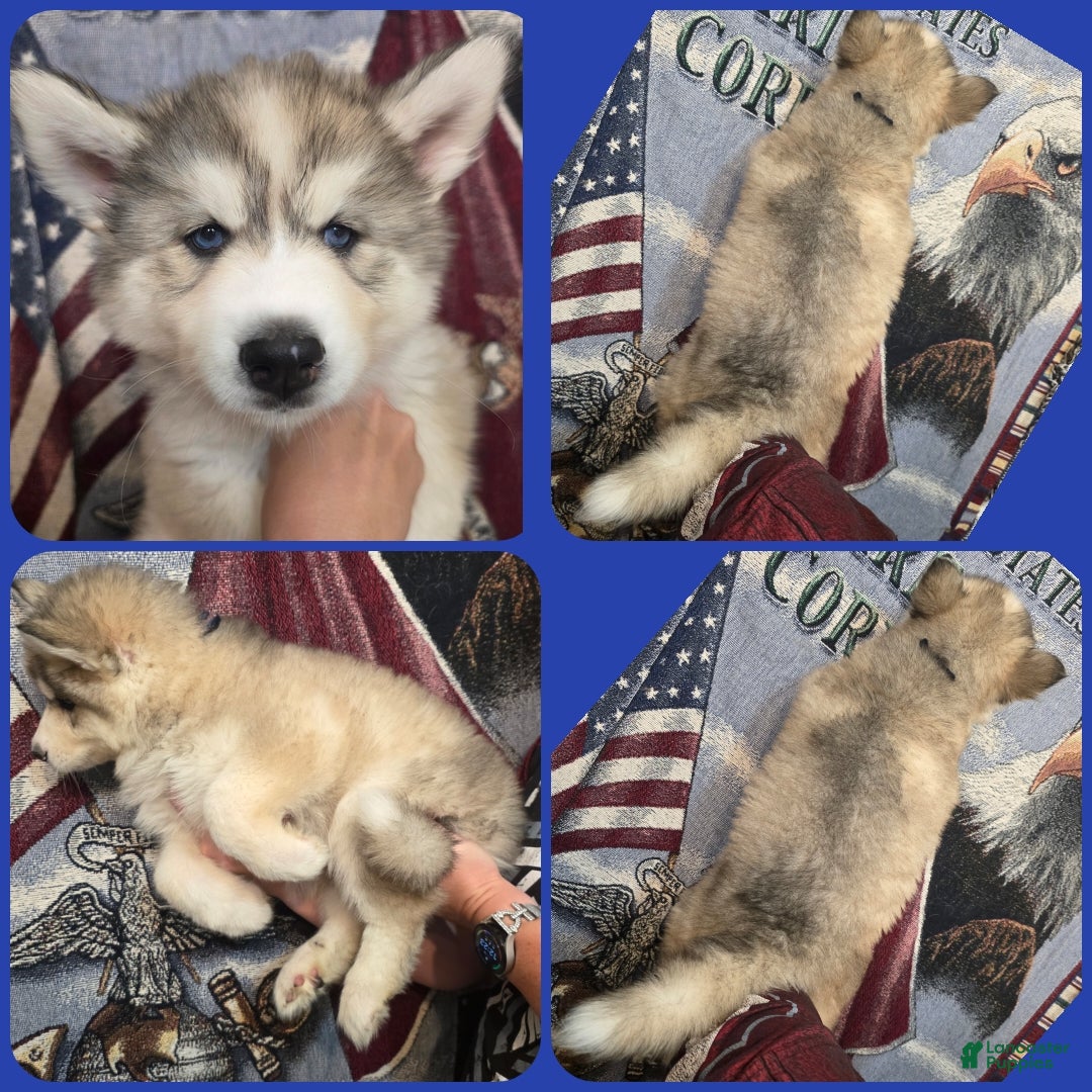 Siberian Husky dogs Blue - Ad 15