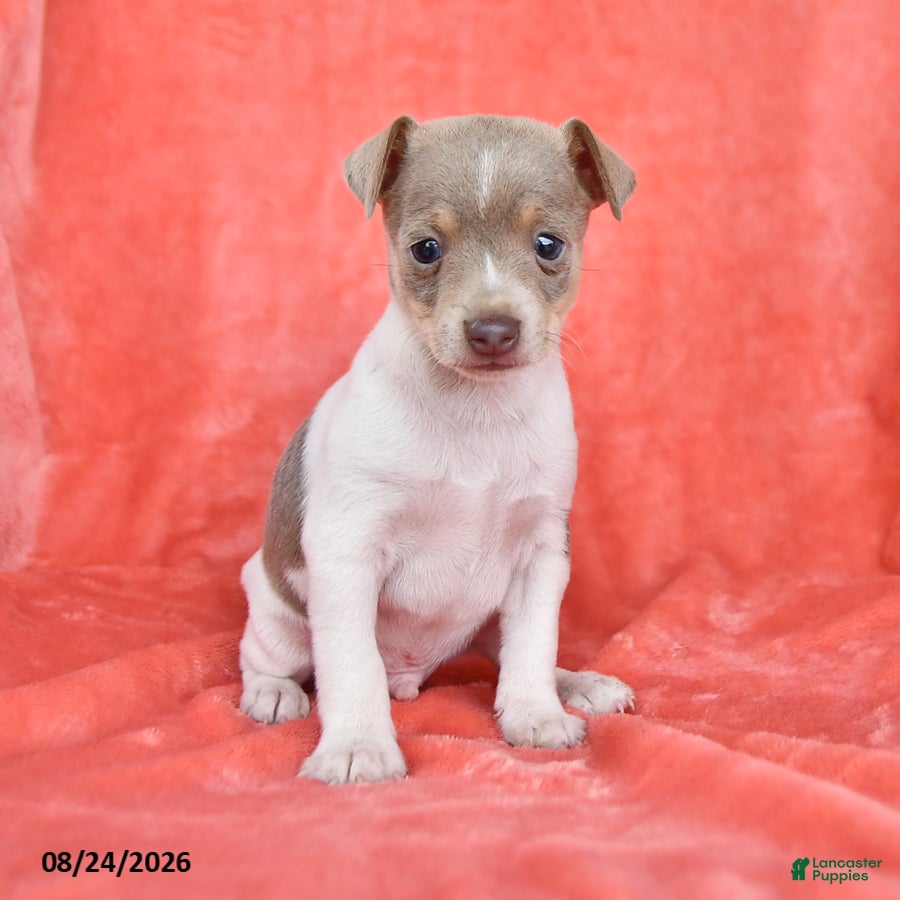 Rat Terrier dogs Tony - Ad 1